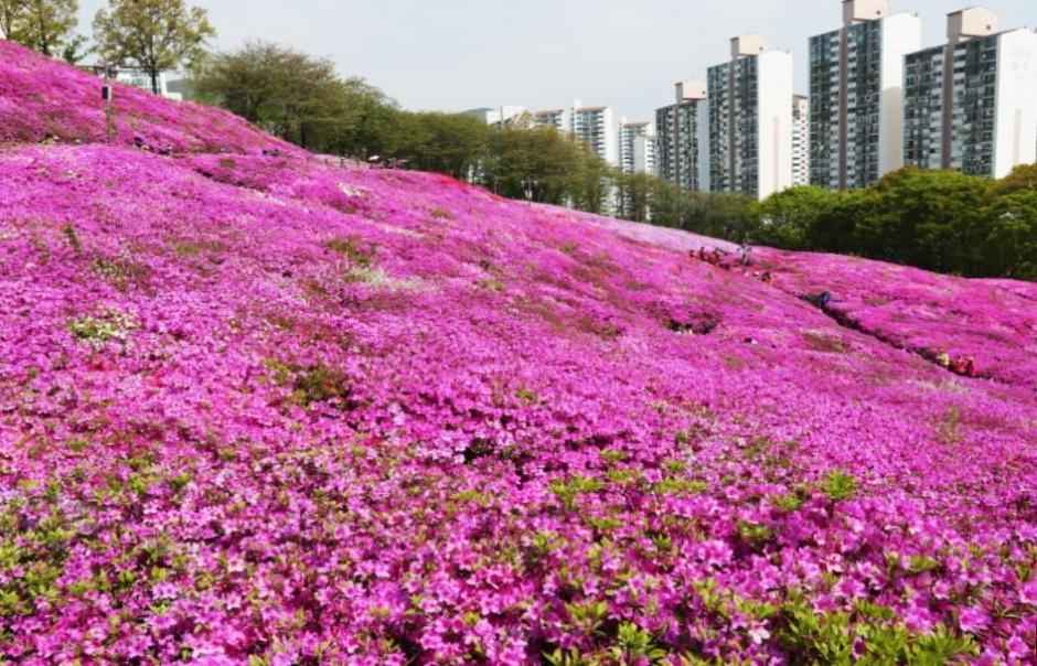 군포 철쭉동산