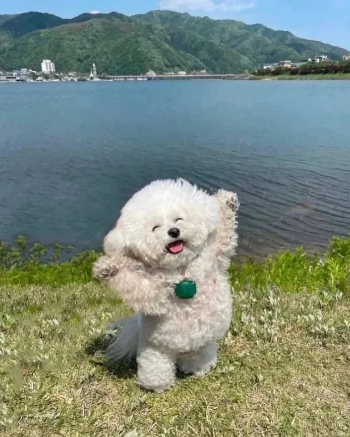 행복한 반려견 맞이하기 나에게 맞는 강아지 선택 가이드_4
