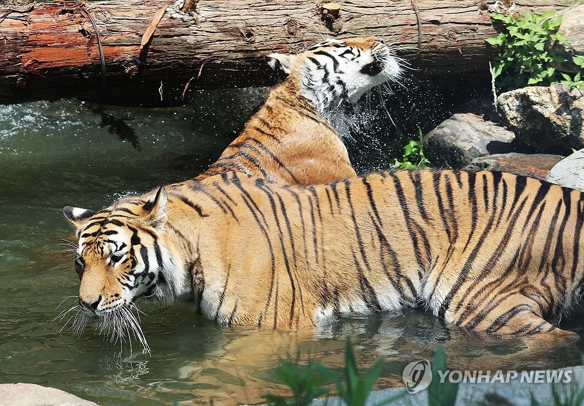 한국호랑이&amp;#44; 백두산의 전설은 살아 있는가?