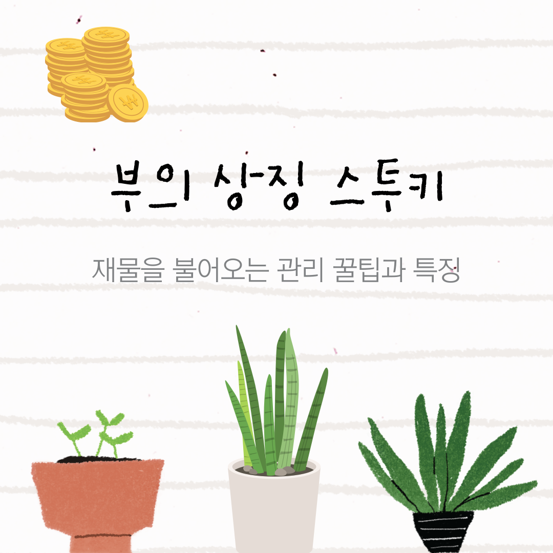 집에 두면 부자가 되는 식물,스투키 관리하는법