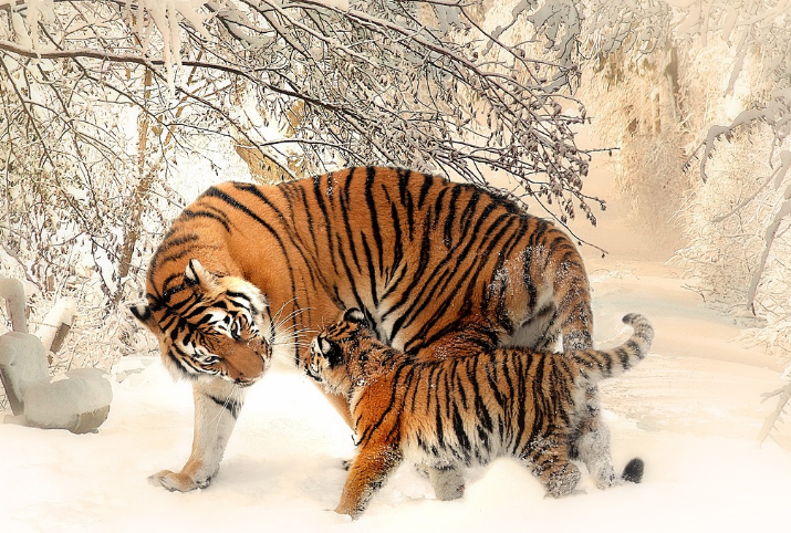 23년 호랑이띠운세