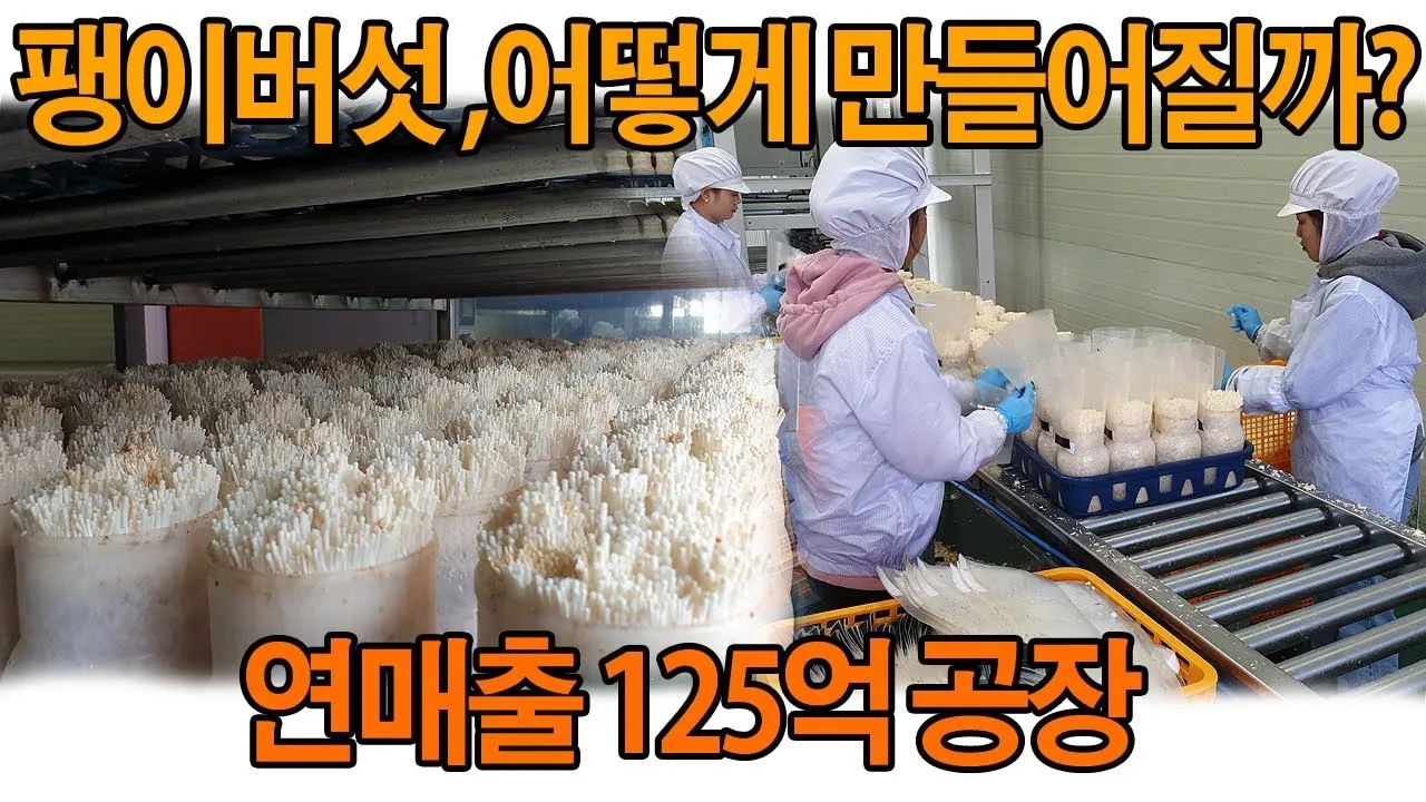 팽이버섯 재배 저온 관리 병해 예방 깔끔한 세척_1