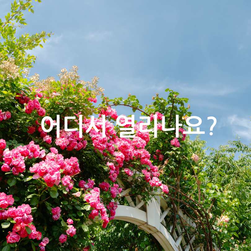 부천백만송이장미축제