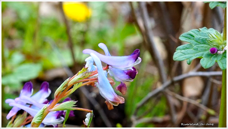 자주빛깔 현호색