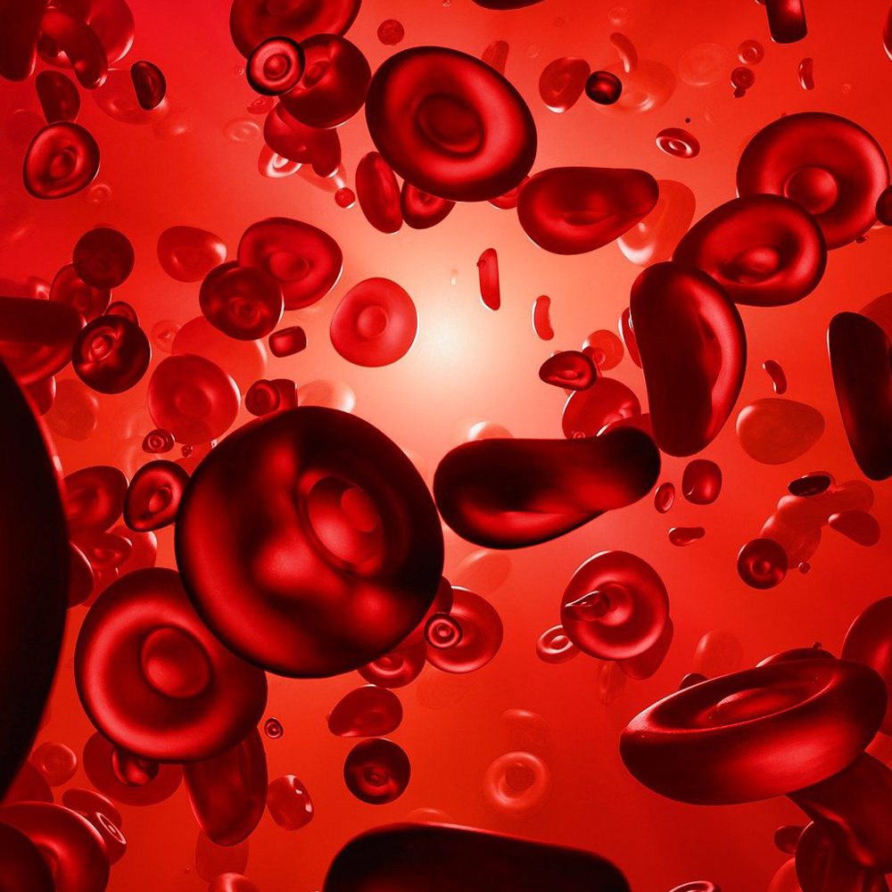 혈관 관련 자료 사진