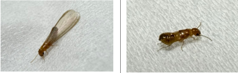 강남주택에서-발견된-흰개미 출처:환경부