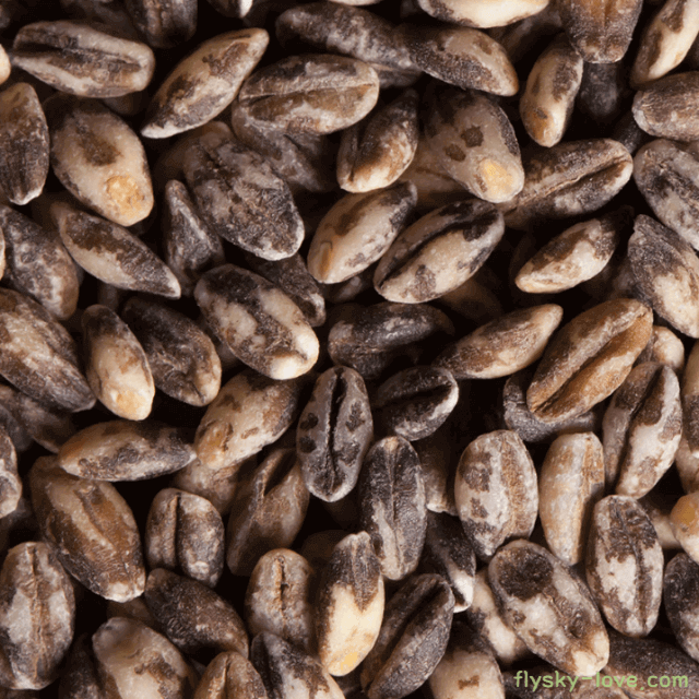 검정보리, 블랙보리