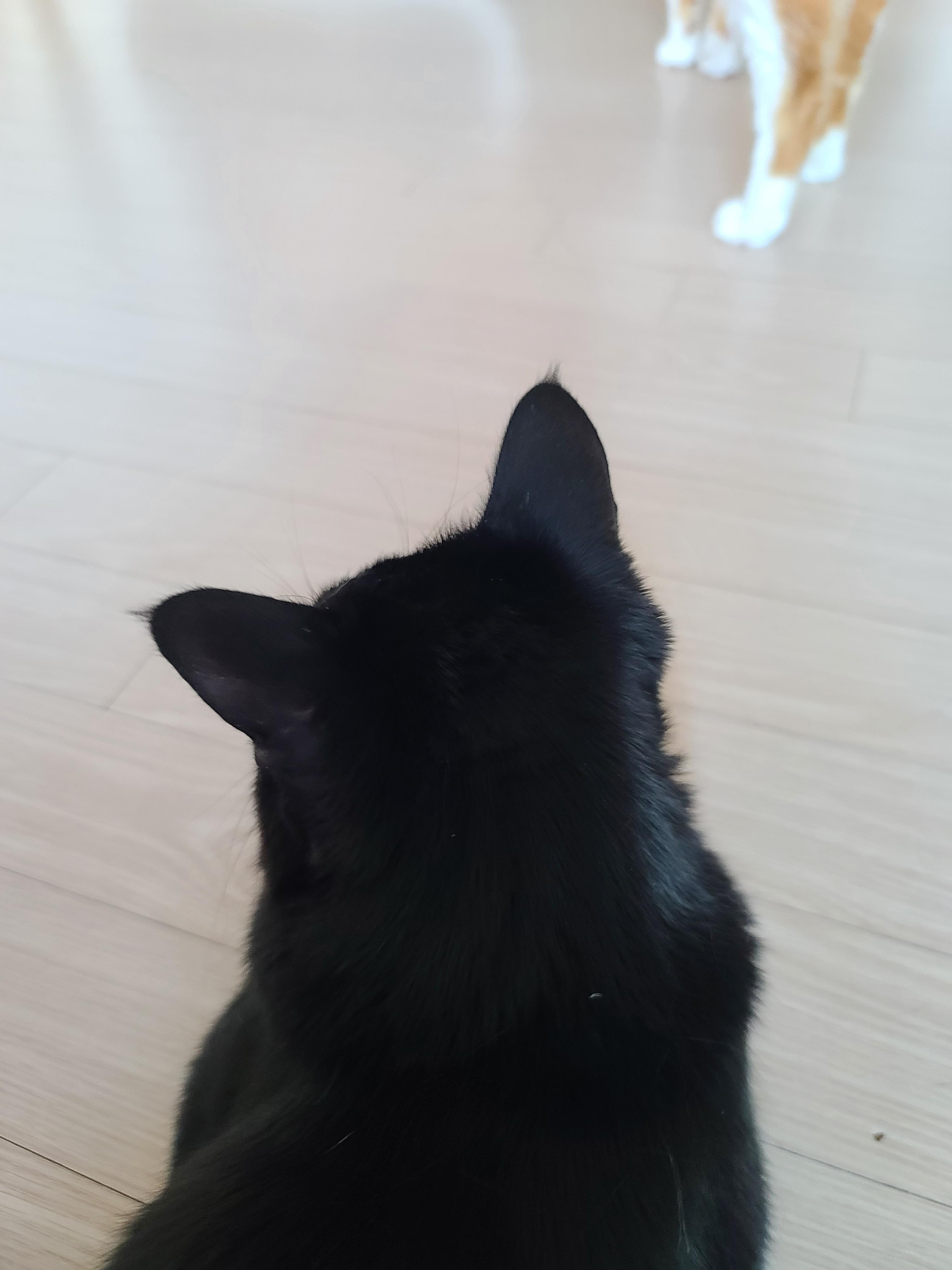 고양이들의 냥통수를 모아봤다. 치명적인 매력의 냥통수들.