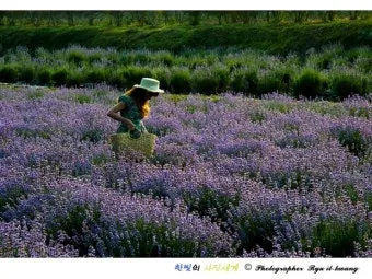 라벤더 재배 배수 확보 햇빛 관리 향 오래 유지_7