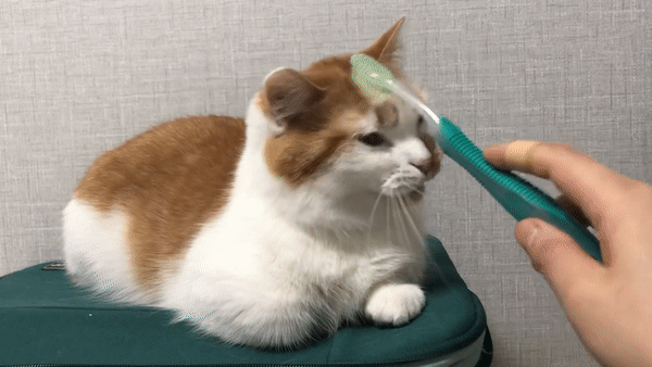 고양이애정표현