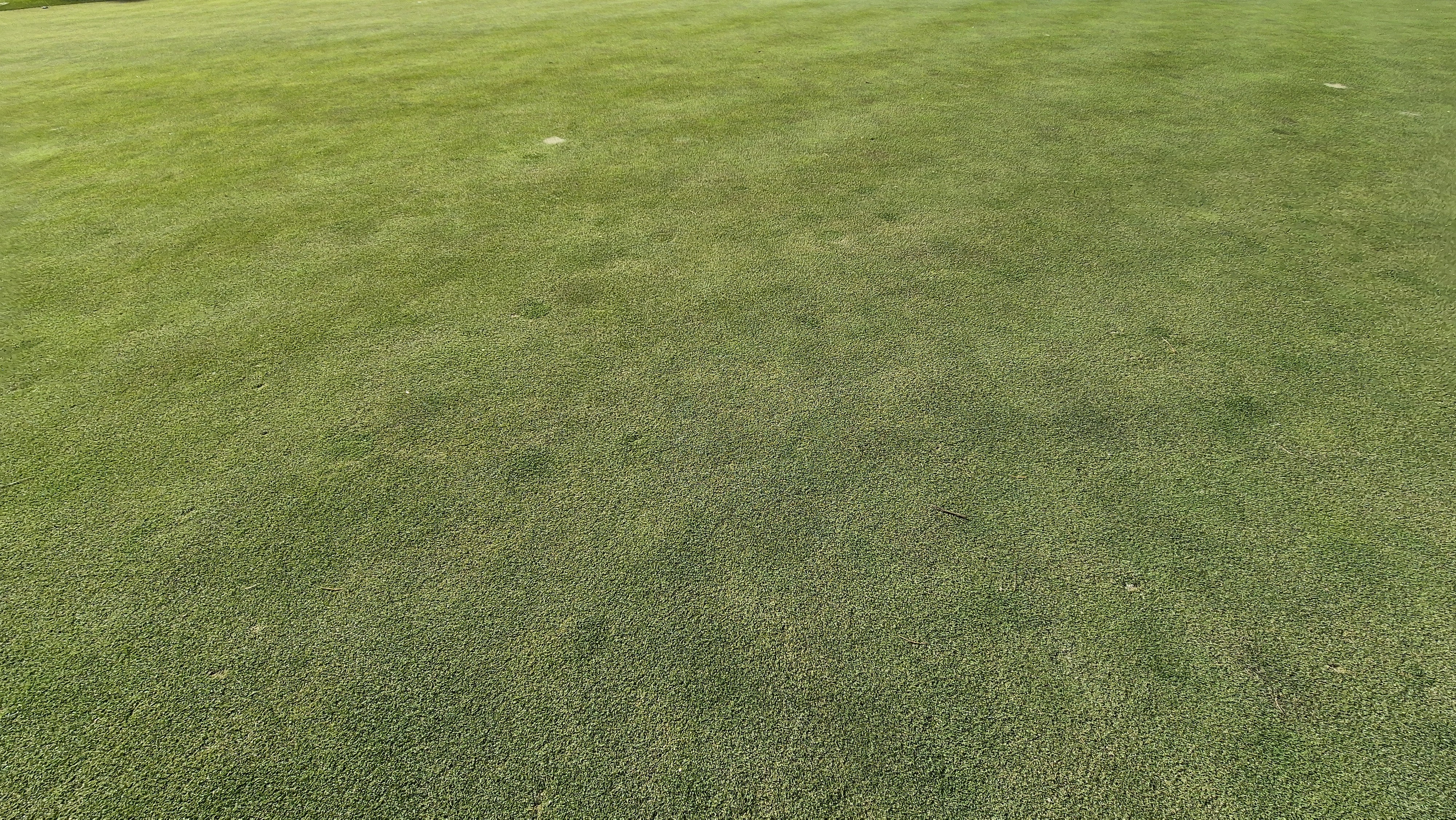 레이캐슬cc 그린관리상태