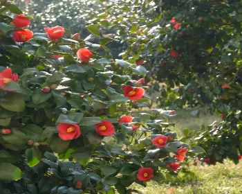 서천 동백꽃 주꾸미 축제_29