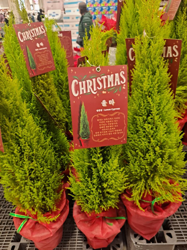 율마 화분과 관리법