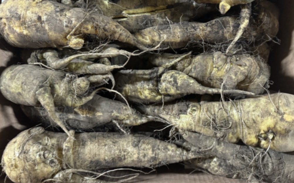 제주-노란당근-반포농원