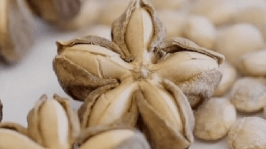 사차인치 효능 - 1