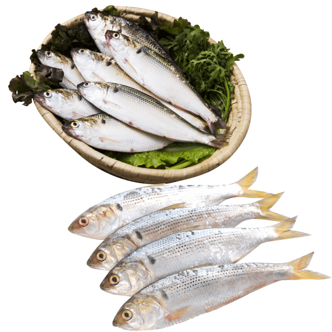 [가을제철 수산물] 가을 별미 전어의 효능&#44; 구입 요령&#44; 부작용까지!