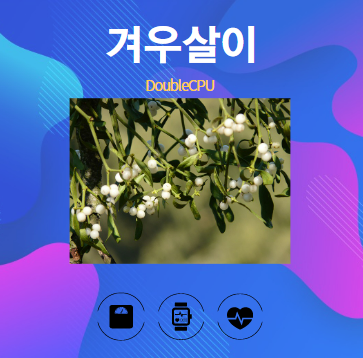 겨우살이 알아보기