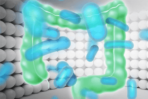 프롤린유산균효능2