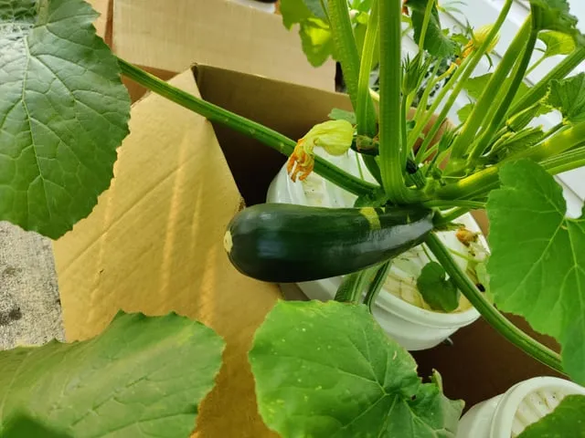 주키니 재배 모종 활착 순치기 수확 타이밍_7