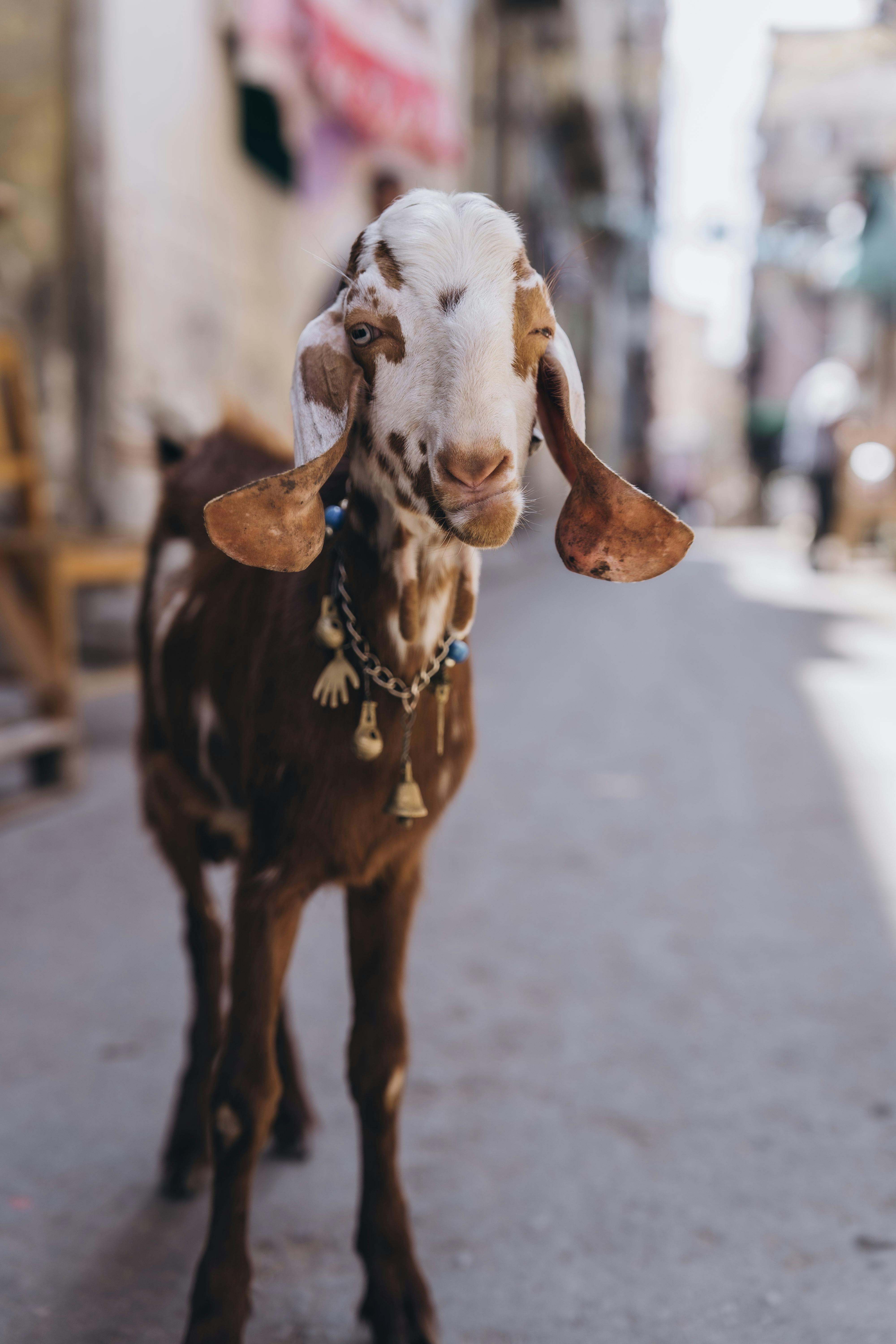 이집트-알렉산드리아-염소