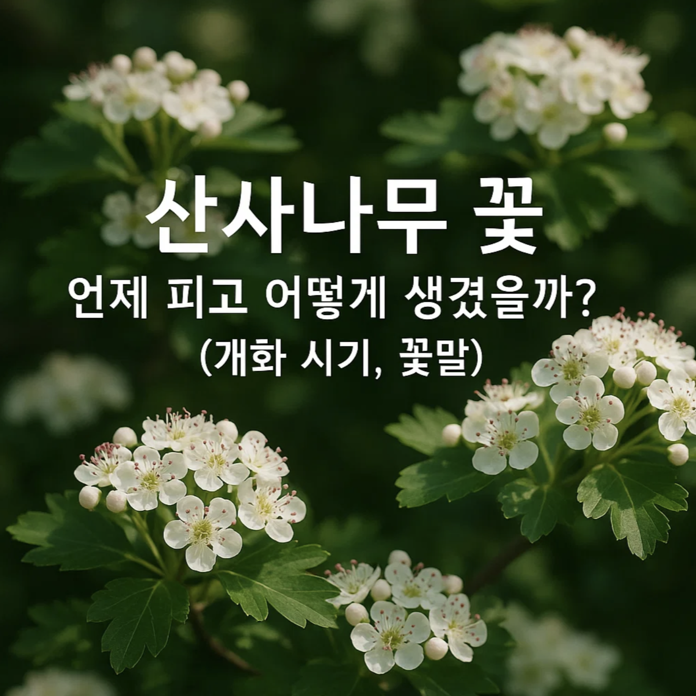 산사나무 꽃, 언제 피고 어떻게 생겼을까? (개화 시기, 꽃말)