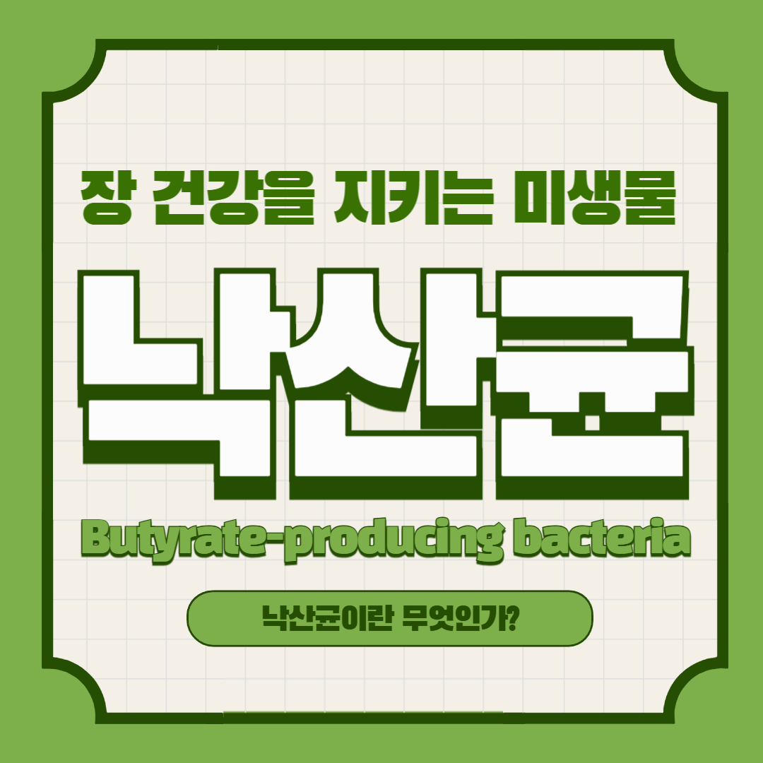 장 건강을 지키는 미생물, 낙산균(Butyrate-producing bacteria)