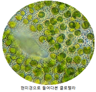 클로렐라(Chlorella)