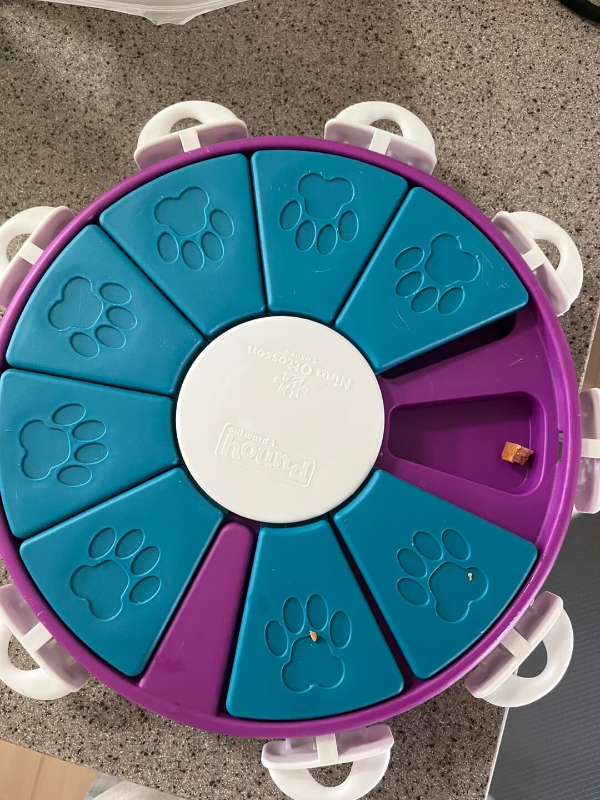 강아지_노즈워크