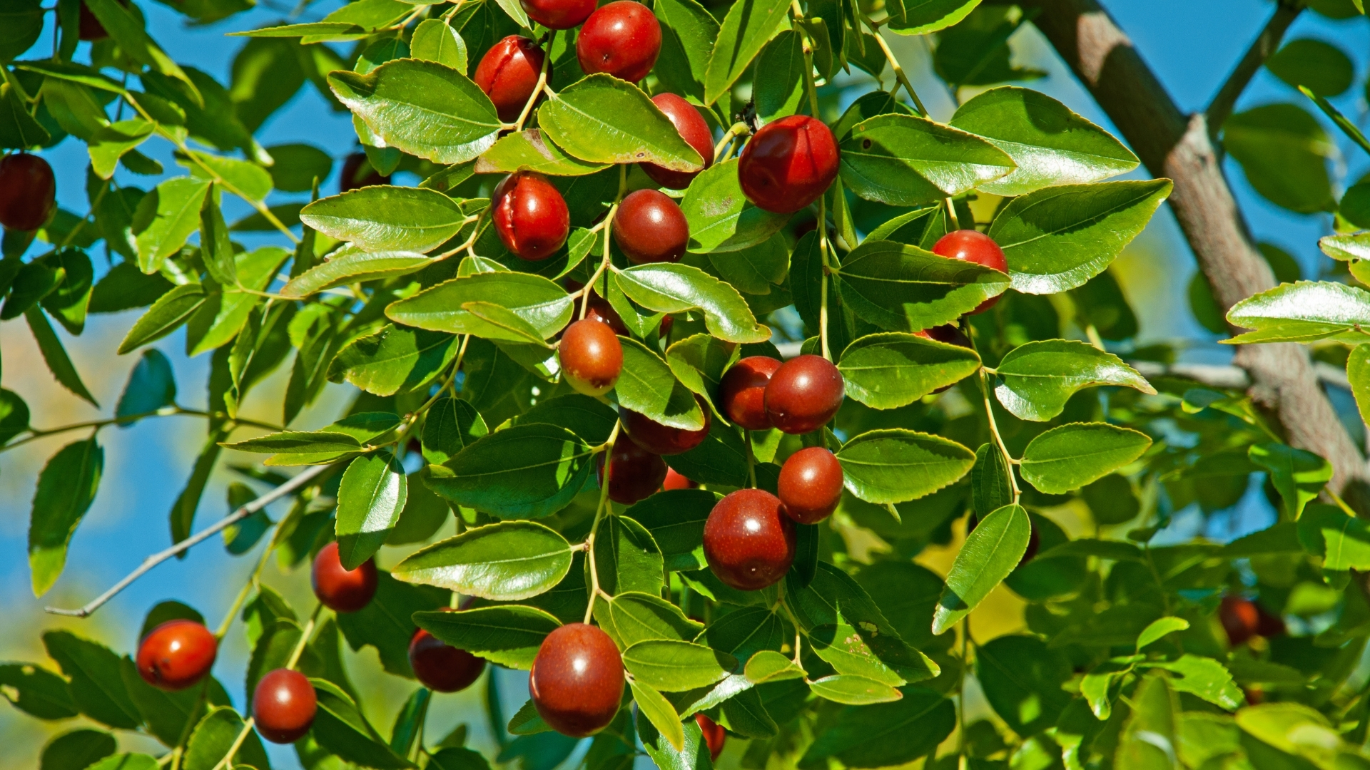 동양의 약재이자 가을 간식, 대추