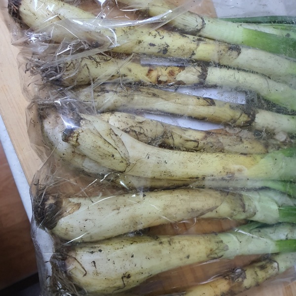 함양 청년농부 칼솟