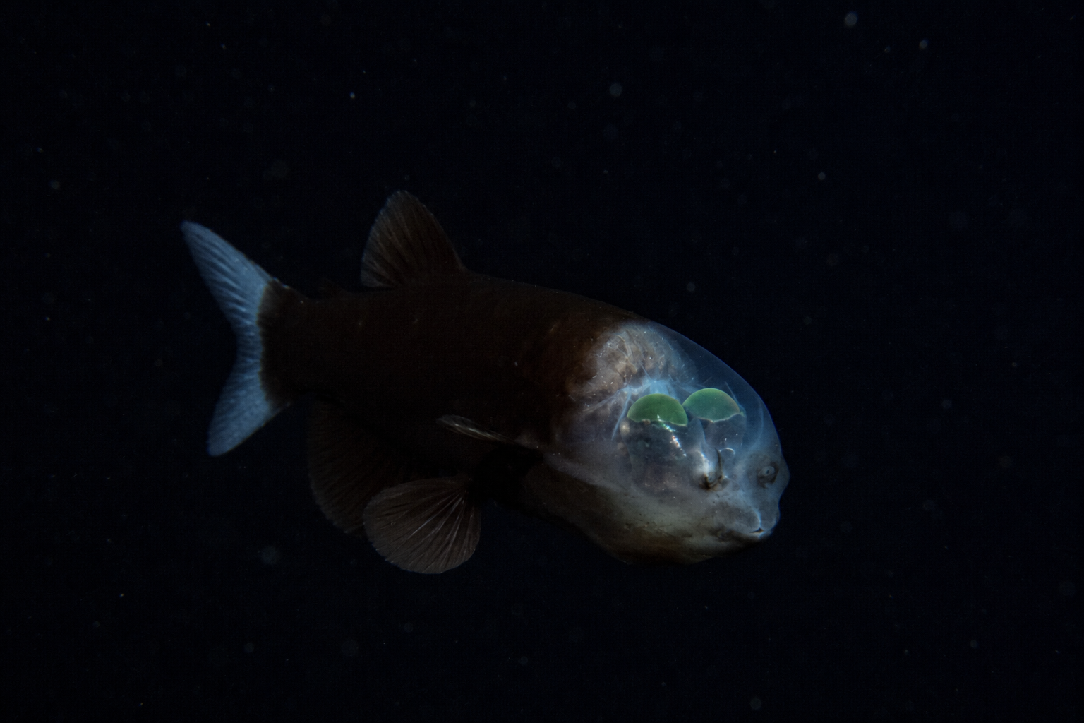 베럴아이피시(Barreleye Fish)의 가상 이미지