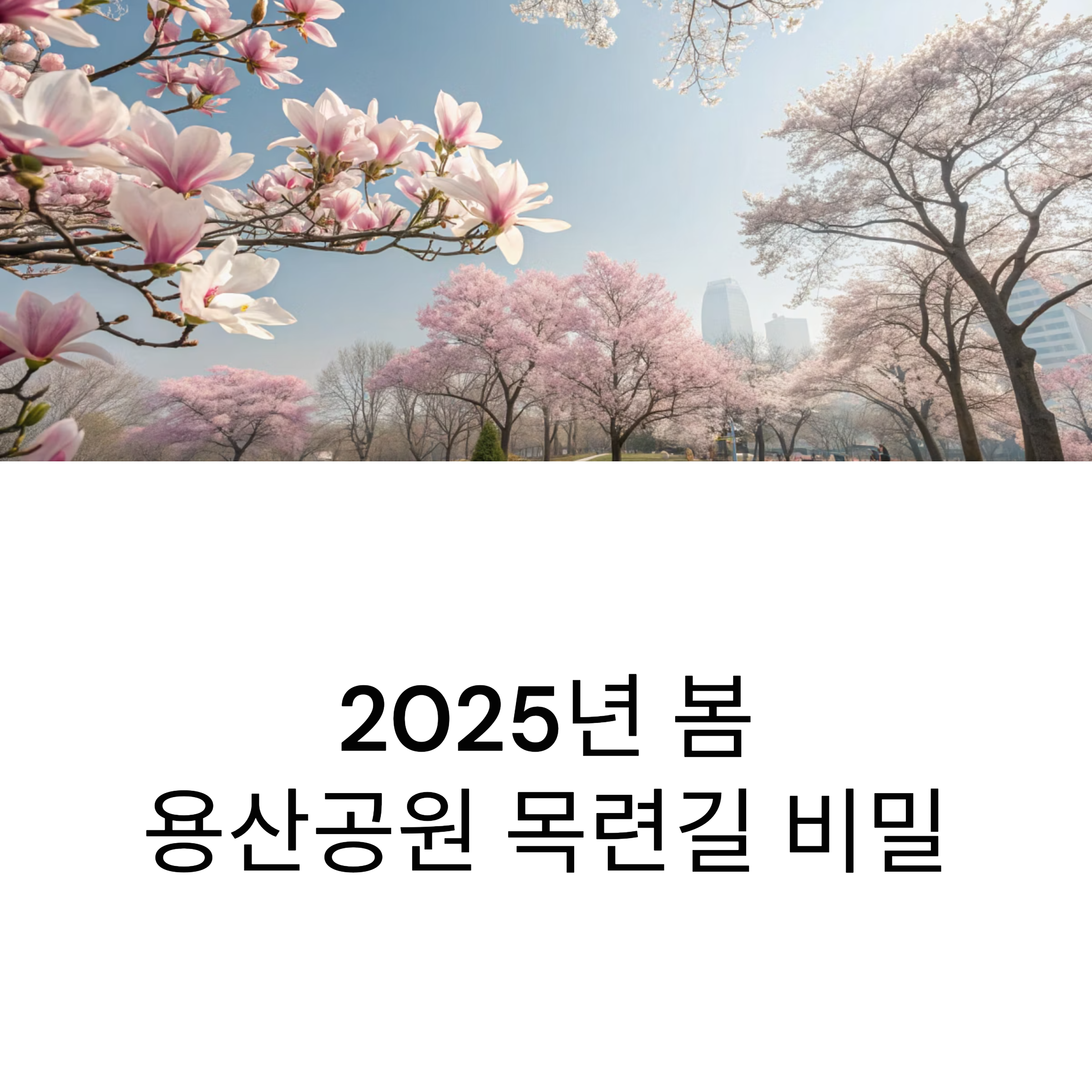 용산공원 목련길