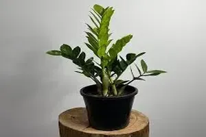 금전수