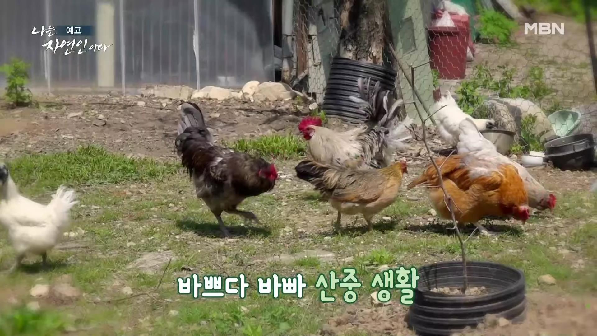 나는 자연인이다 쓰러진 막내딸 기적 만든 후 이젠 천국 떠나보낸 고마워요 엄마 자연인 구자순 소개 및 이승윤 출연 554회 다시보기