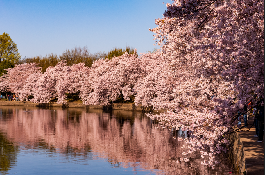 호수의 벚꽃 관련 이미지