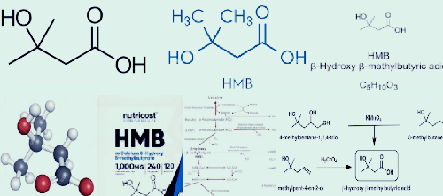 HMB의 모든것