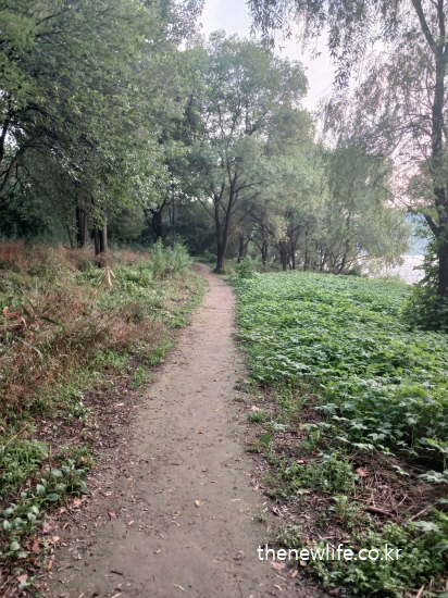 서울 맨발 걷기 좋은 장소 &ndash; 한강을 따라 이어지는 곧은 맨발 걷기 진흙길과 숲의 조화로운 전경