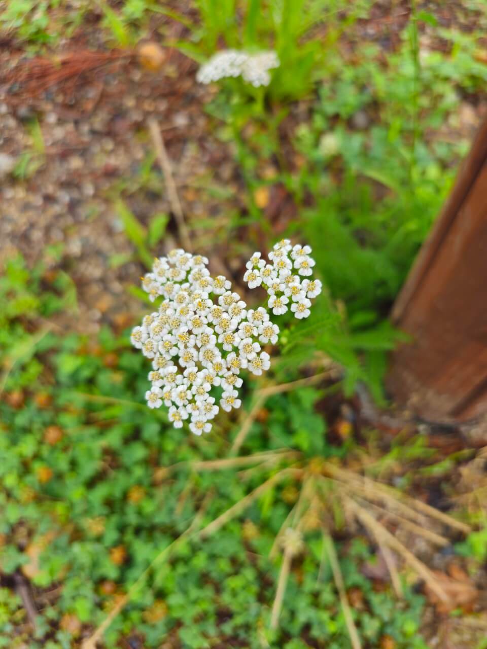 장애인 권익옹호단체 국제 연대 사례