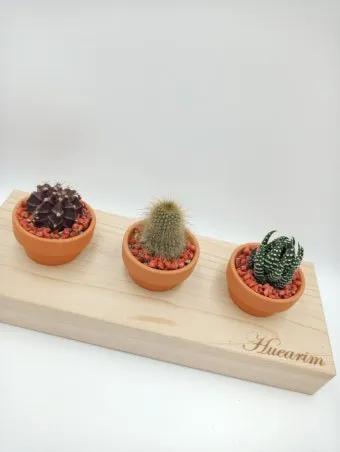 미니 선인장 키우기 물주기 통풍관리 창가배치 귀여운 관리법_5