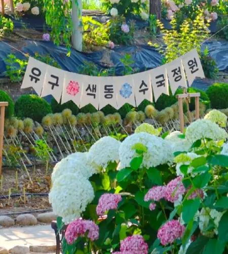 공주 수국축제_9