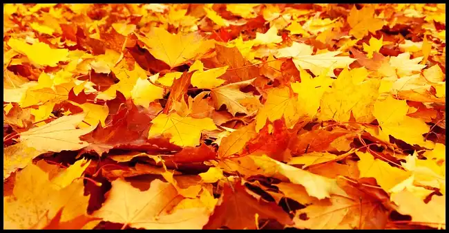 2024 내장산 단풍축제 기간 (국립공원)