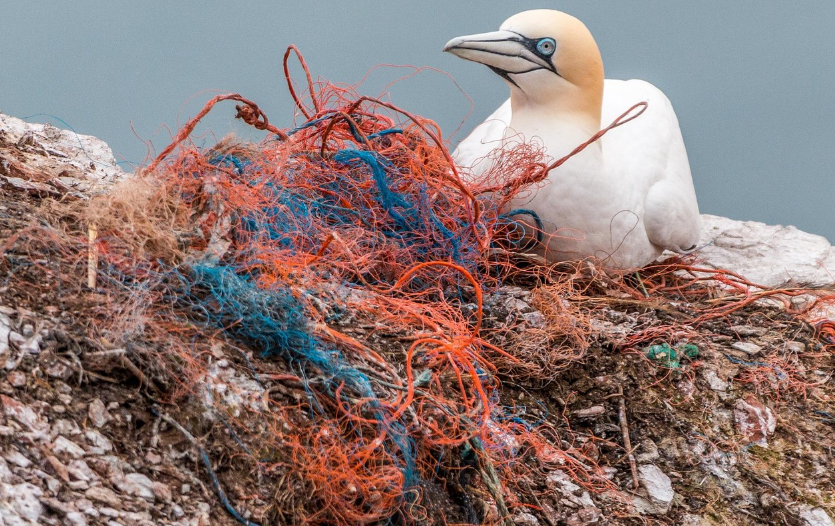 그물에 걸린 새 사진
