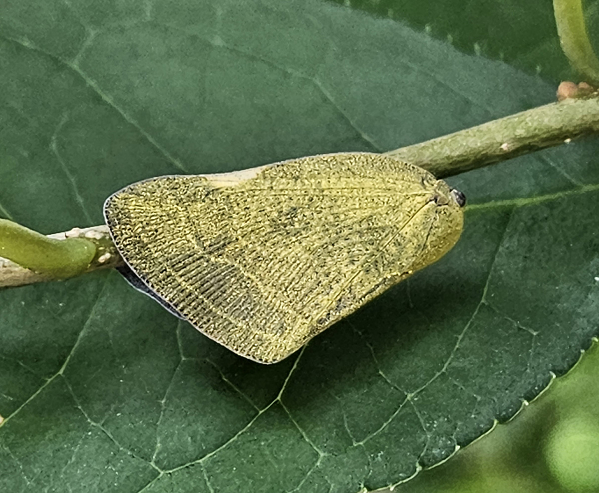 갈색날개매미충4