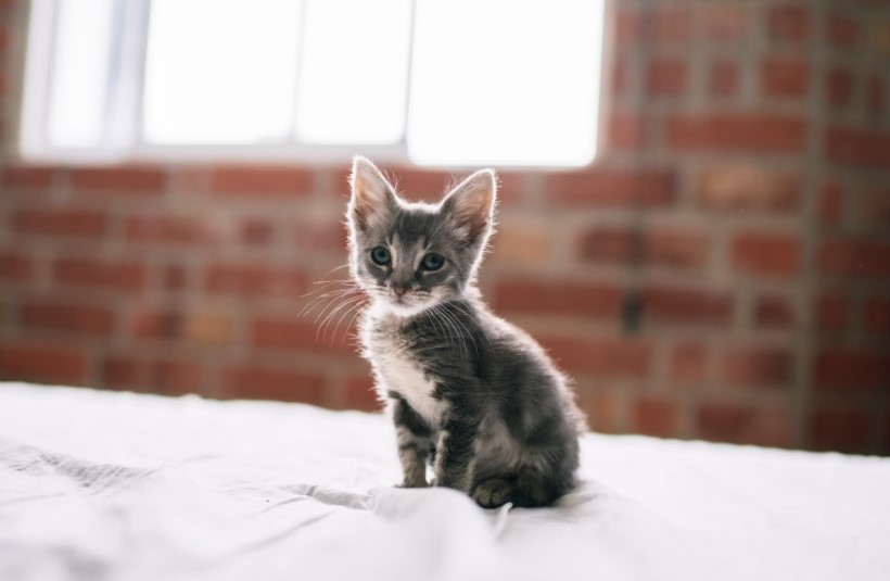 침대 위에 앉아있는 새끼고양이