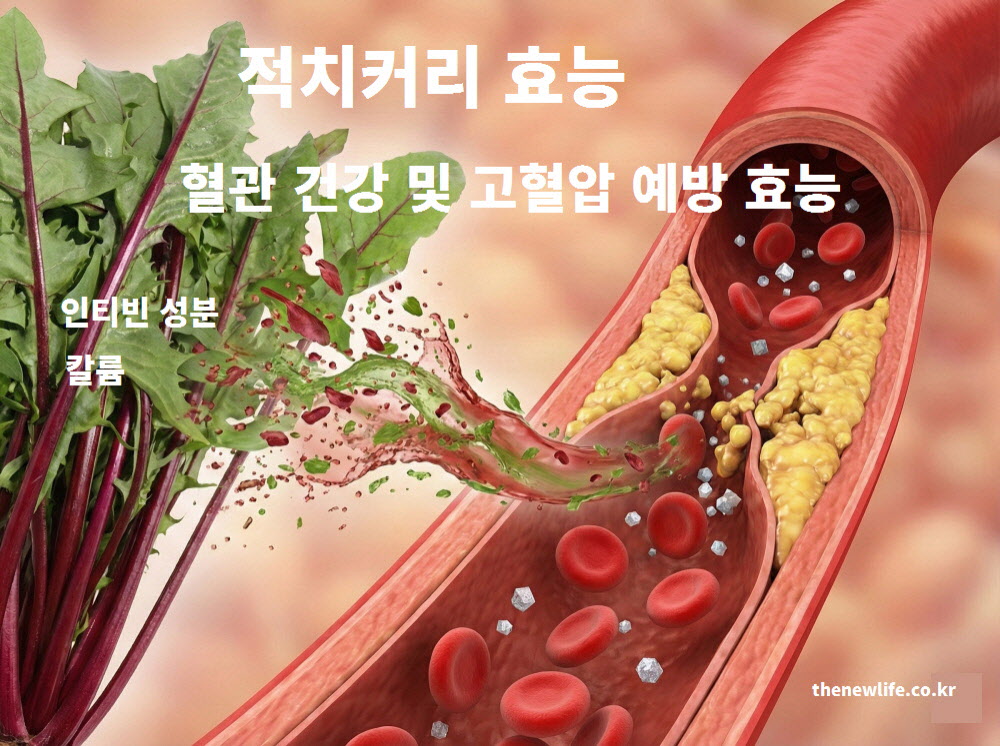 혈관 내 콜레스테롤을 낮추고 혈압 안정을 돕는 인티빈과 칼륨이 풍부한 적치커리 효능 이미지