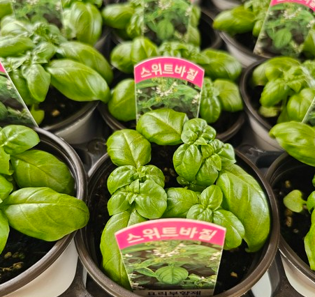 바질 키우기 방법 난이도 씨앗 모종 키트 스위트바질 물주기 순지르기 수확2