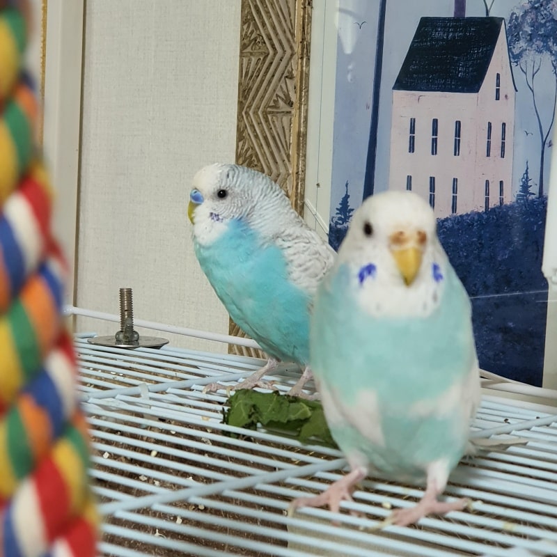 앵무새먹이:채소와 과일