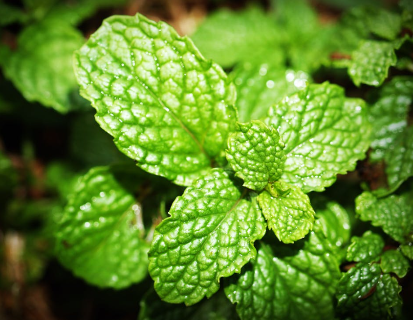 페퍼민트 차 만들기