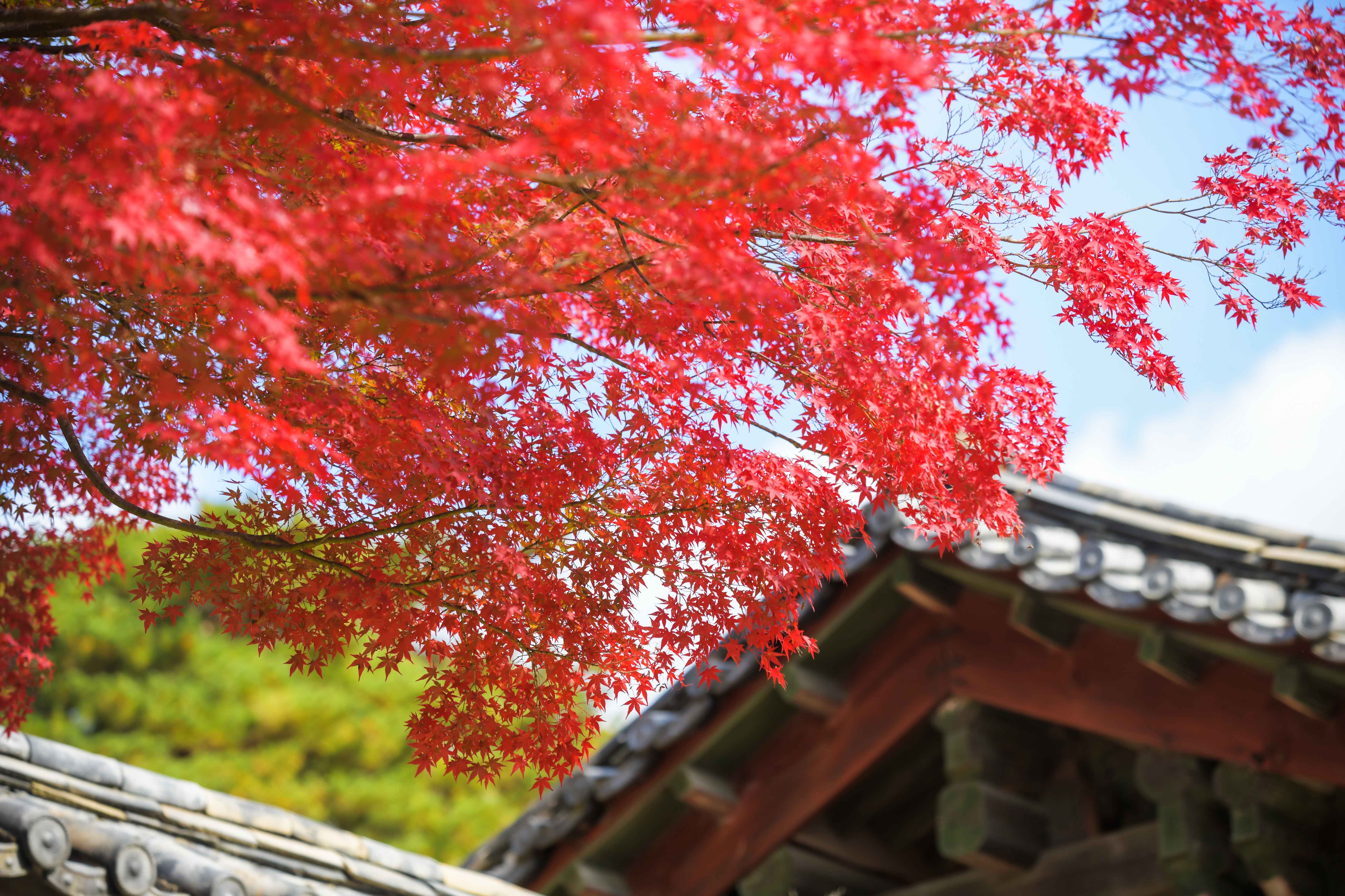  최씨고택 &rarr; 첨성대 &rarr; 천마총