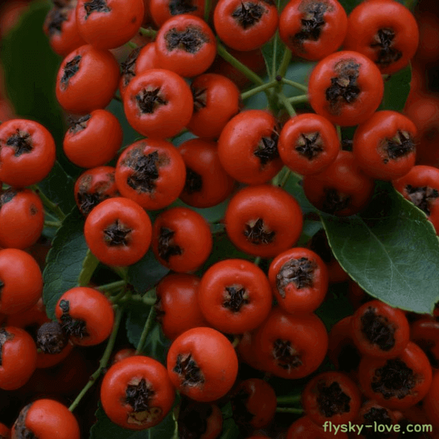 피라칸타, 피라칸사스